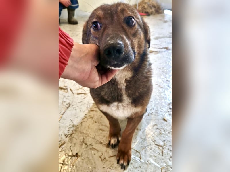 Dankbare, super sanfte Meg