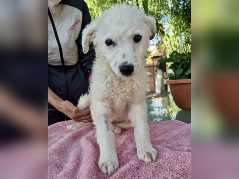 Pearl – kleines Wunder sucht ihre Familie