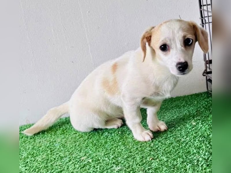 Susi – kleines Welpenmädchen sucht ihr Happy End