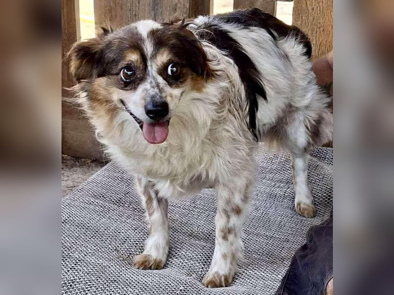 Kleine, sanfte 8 kg Hündin Amber