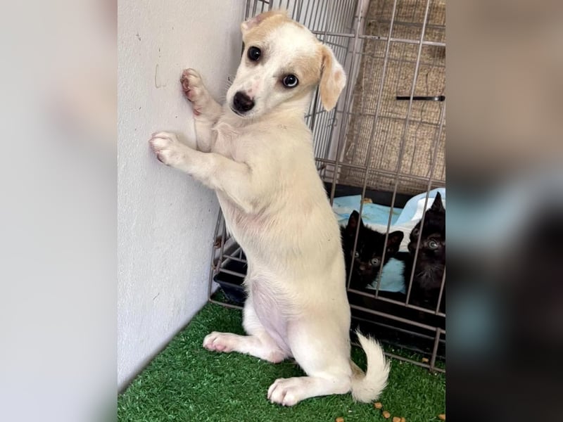 Susi – kleines Welpenmädchen sucht ihr Happy End