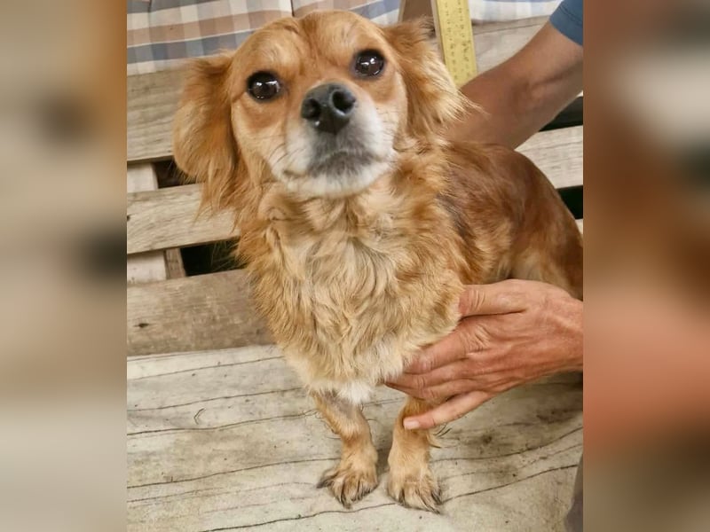 Kleine Leni sucht ein liebevolles Zuhause