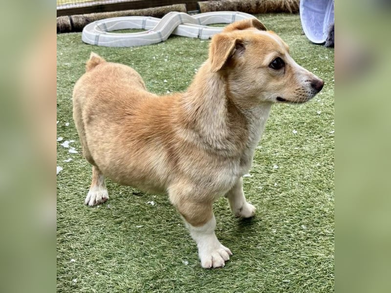 Kuschelhund Chester braucht seine Menschen