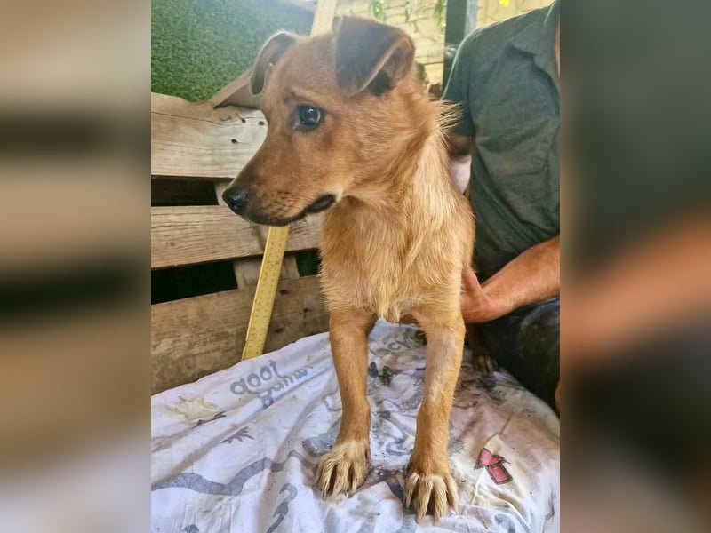 Perry, kleiner Schatz sucht wieder ein Zuhause