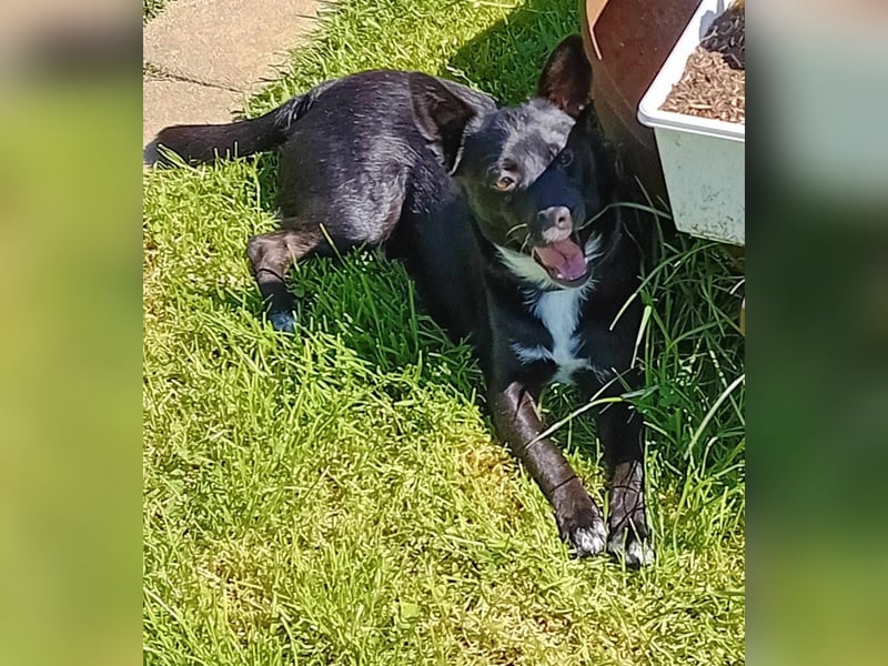 Jungspund JERRY, wo darf er einziehen?