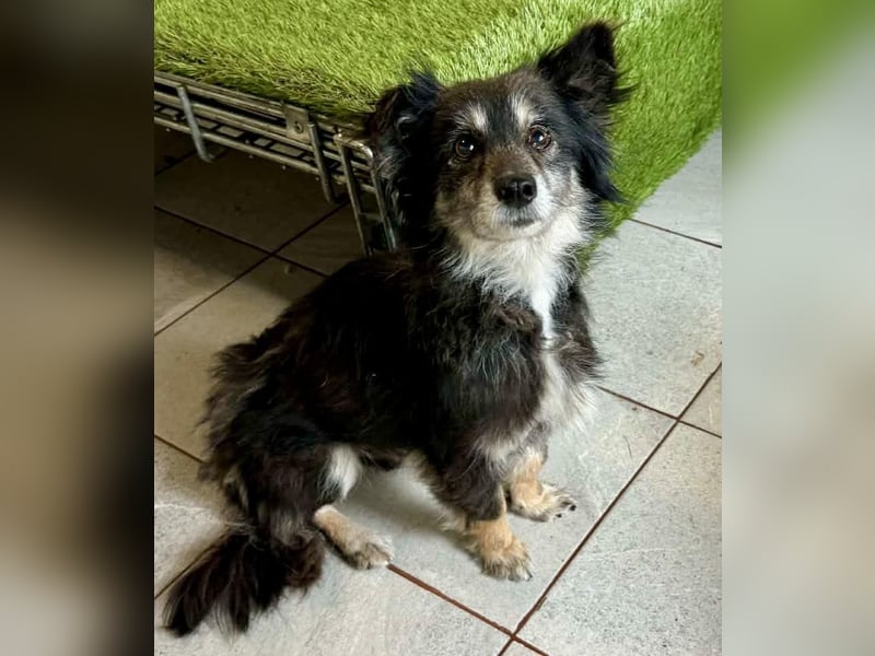 Katzenverträgliches Schmusemäuschen Hope