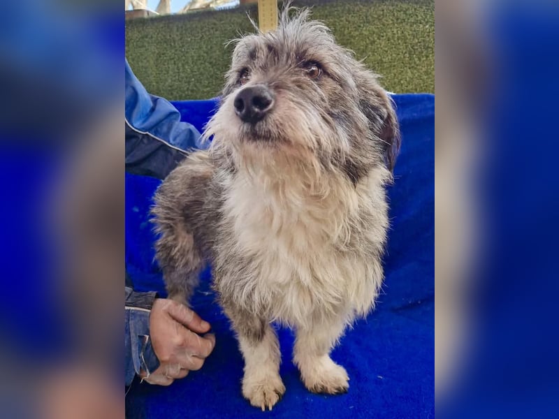 Kleiner Scottie sucht sein Glück