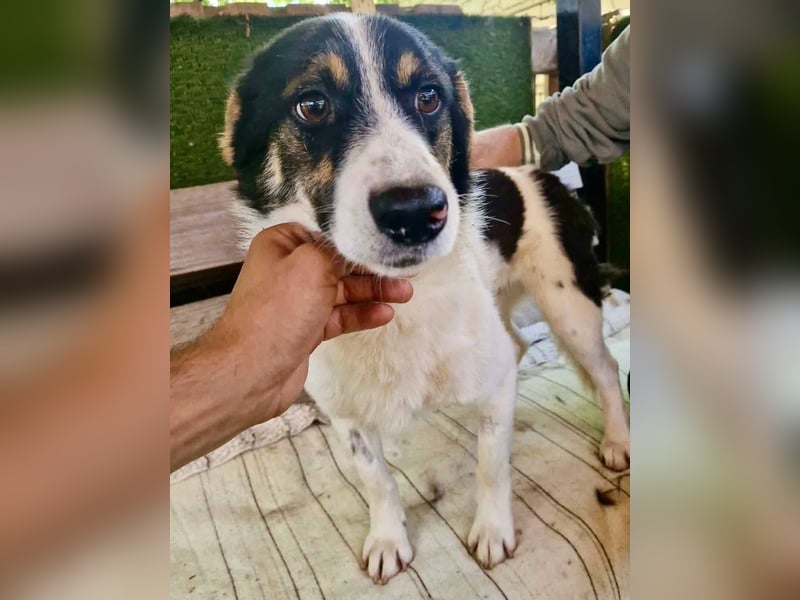 Duddly , fröhlicher Sonnenschein sucht seine Familie