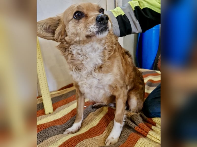 Liebe, kleine Schmusemaus Maya