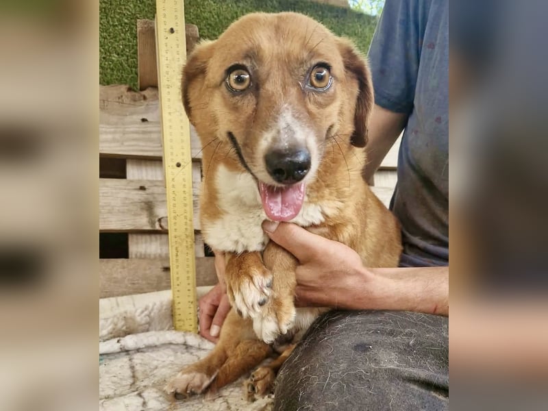 Tapsy, kleines Herz sucht Geborgenheit