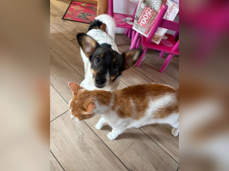Katzenfreundlicher Welpe Krümel sucht ein aktives Zuhause