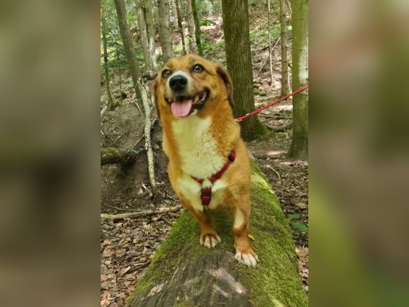 Kuschelmaus Tapsy sucht ihr Glück