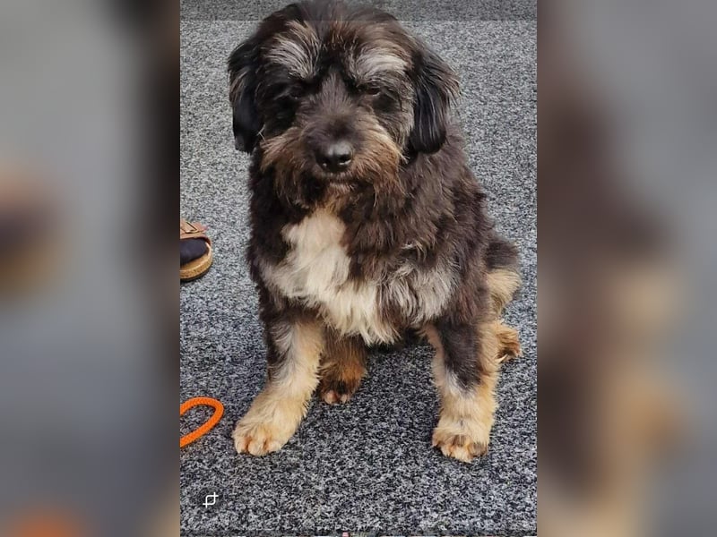 Kuschelbär Anton auf der Suche nach seiner Familie