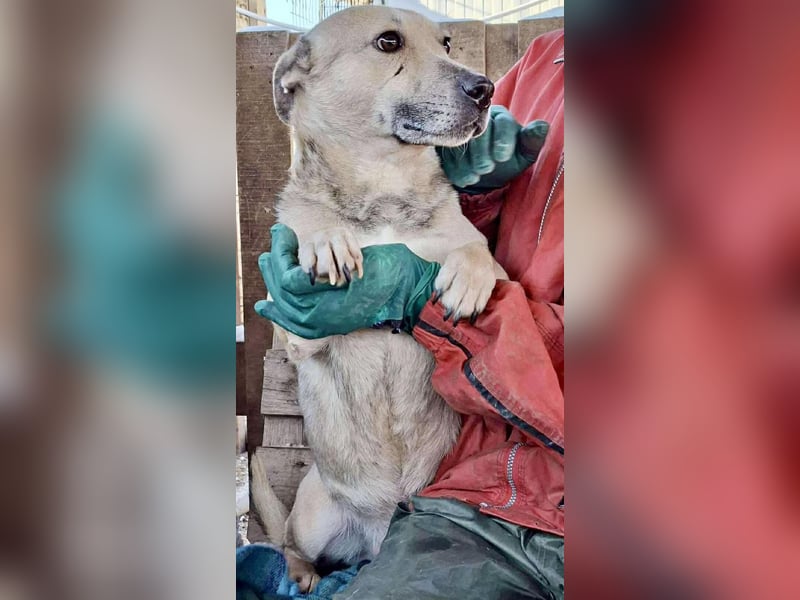 Kleiner ängstlicher Hundebub Balou