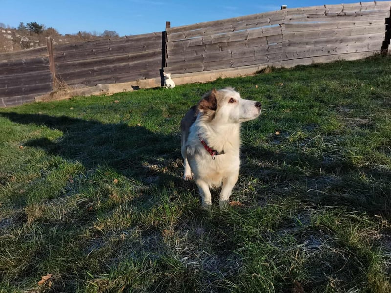 LORA – sanfte, liebevolle Hündin sucht neues Zuhause