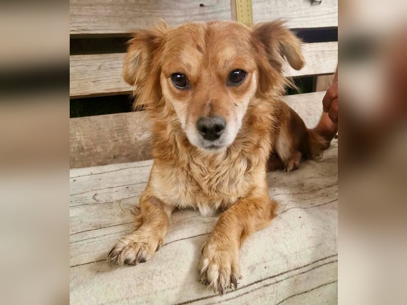 Kleine Leni sucht ein liebevolles Zuhause