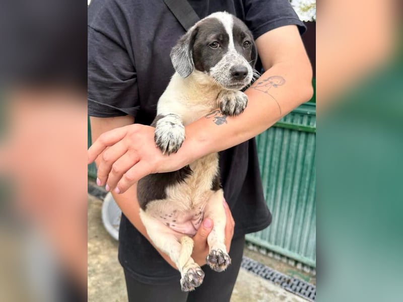 Nika, kleines Glück auf vier Pfötchen