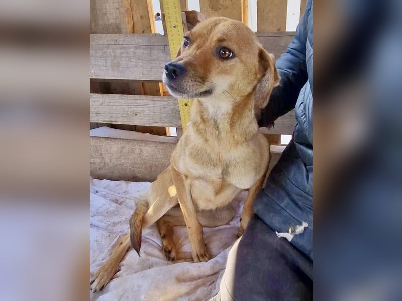 Coco - freundliche Schmusemaus