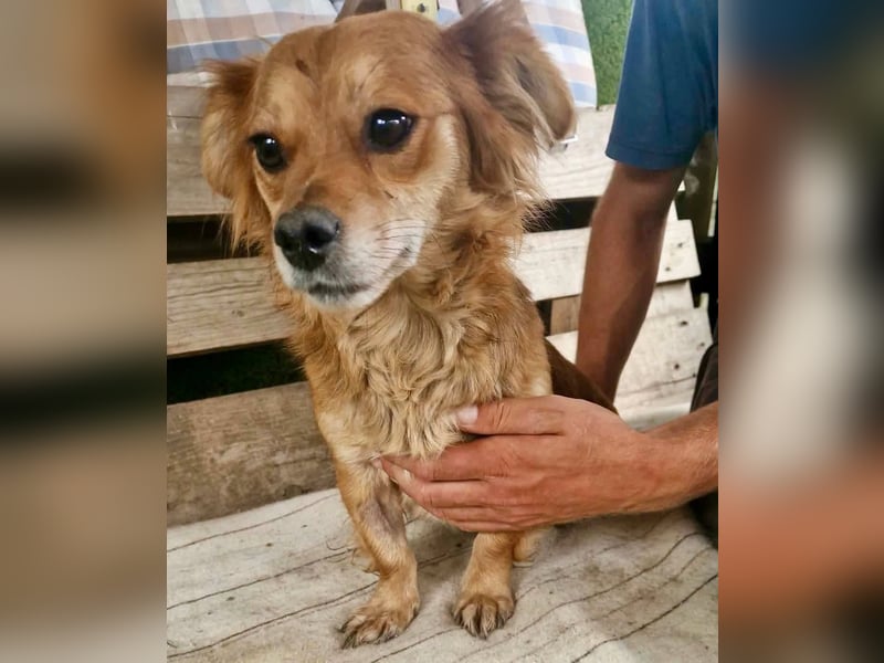 Kleine Leni sucht ein liebevolles Zuhause