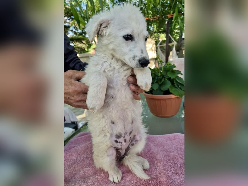 Pearl – kleines Wunder sucht ihre Familie