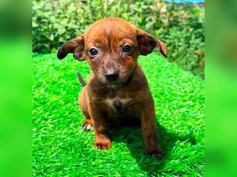 Nisha, kleines Mädchen sucht ihr großes Glück