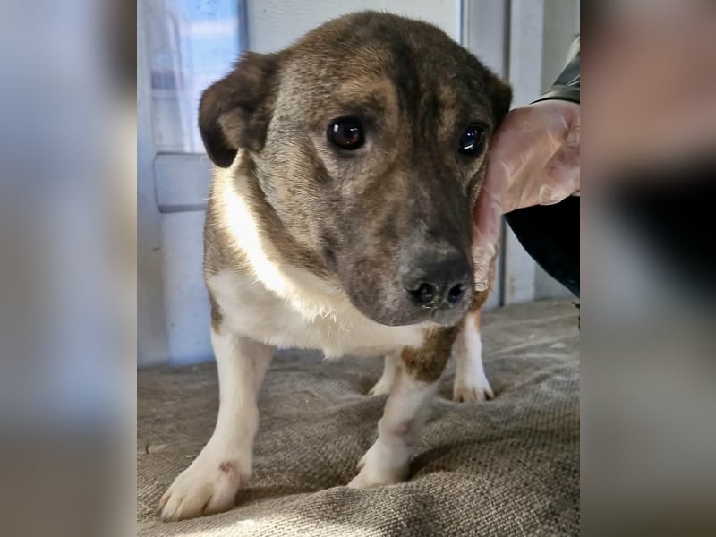 Ramon...ein Herz auf 4 Pfötchen....