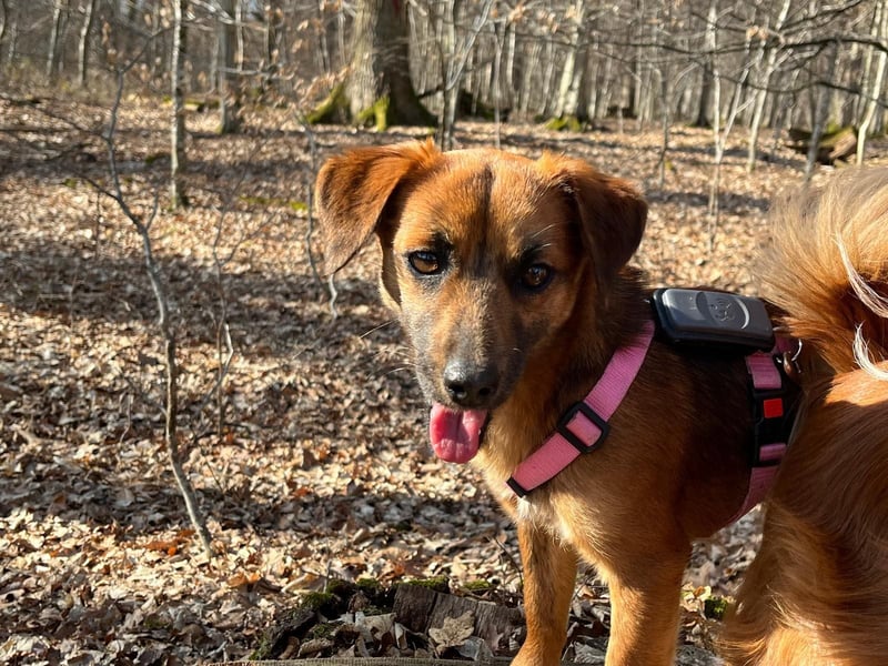 Kleine Allrounderin Nika sucht Familienanschluss