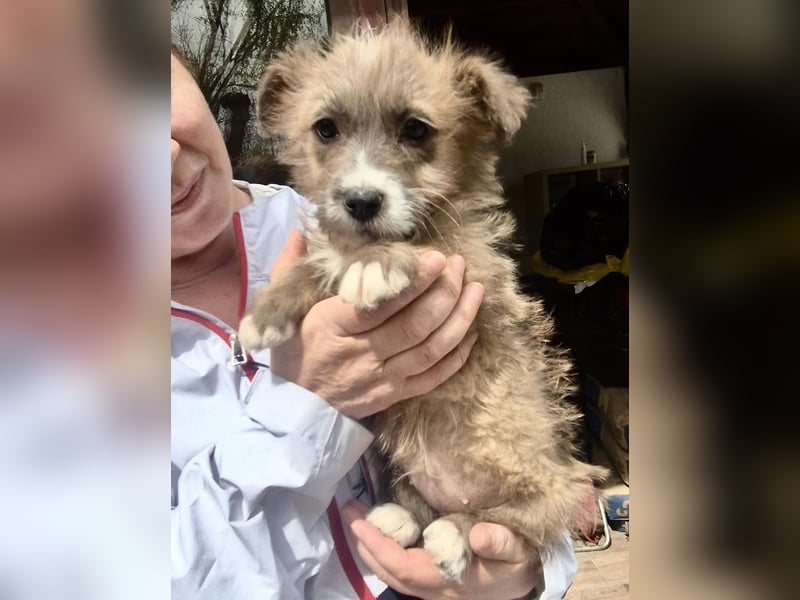 Milly sucht ihr großes Glück