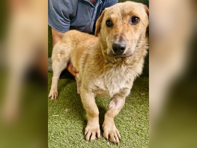 Chaplin – kleiner Hundemann sucht sein großes Glück