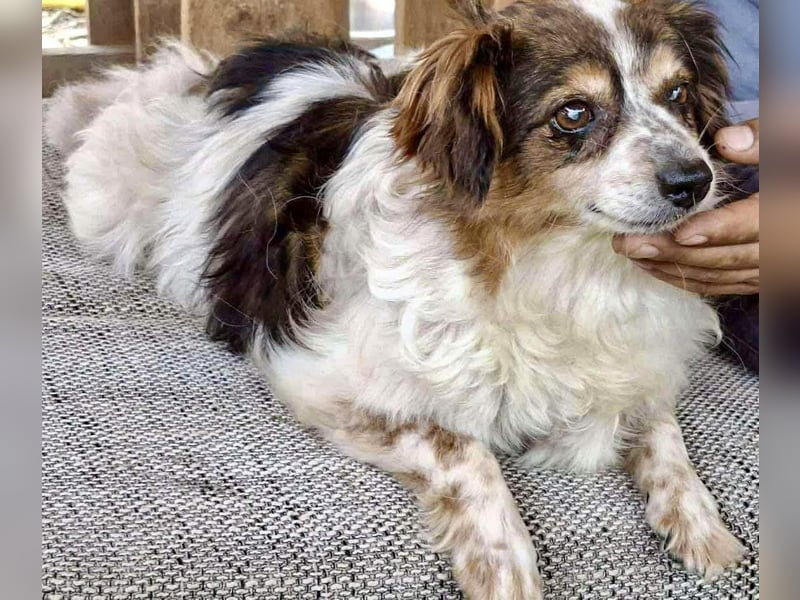 Kleine, sanfte 8 kg Hündin Amber