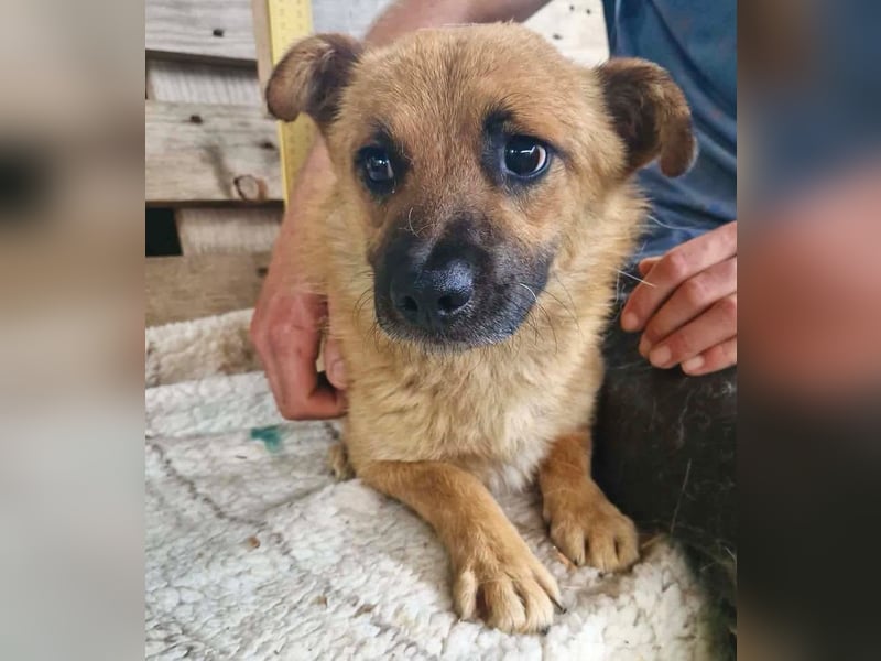 Kleiner Thor sucht sein großes Glück