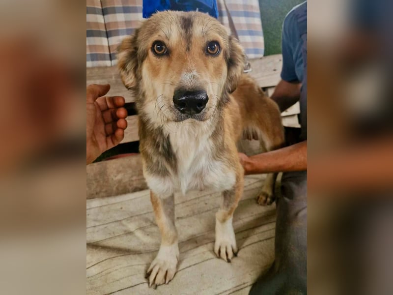 Leroy, ein sanfter kleiner Schatz sucht sein großes Glück.