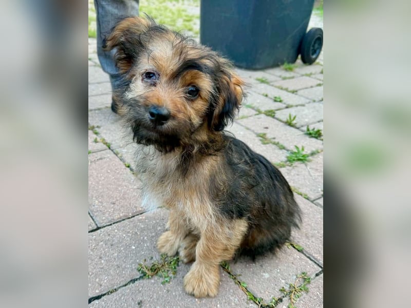 Zuckersüßes Welpenmädchen Elsie - geboren, um zu leben.