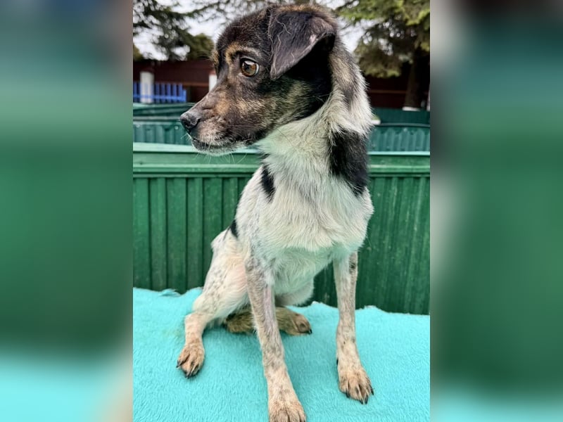 Sensibler, freundlicher Louie