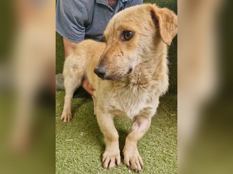 Chaplin – kleiner Hundemann sucht sein großes Glück