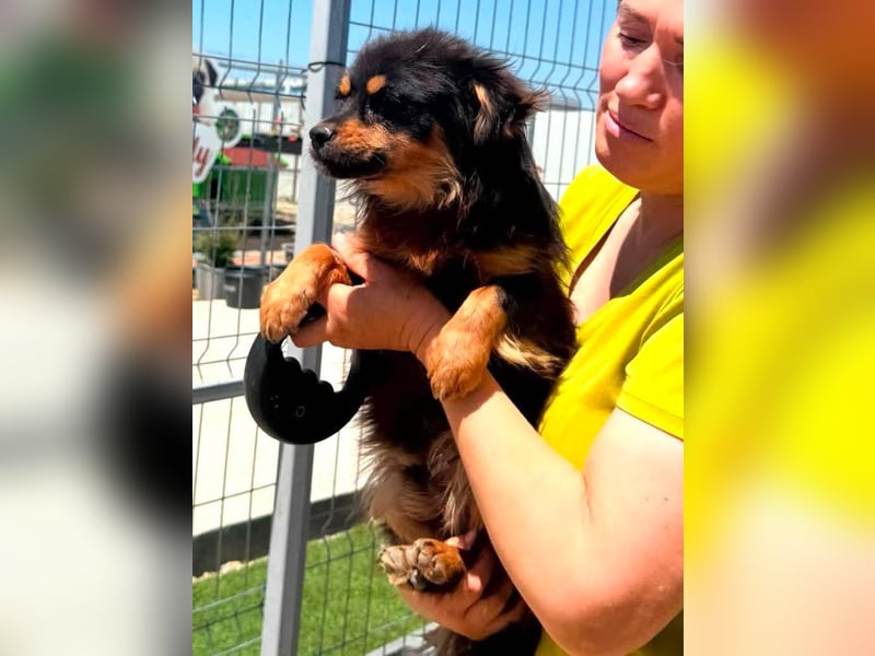 Kleiner Tyago sucht sein großes Glück