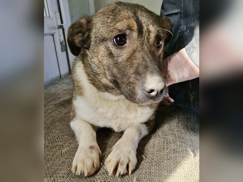 Ramon...ein Herz auf 4 Pfötchen....