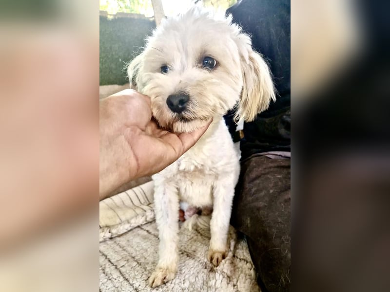 Snoopy – kleiner Gute-Laune-Hund sucht sein Glück