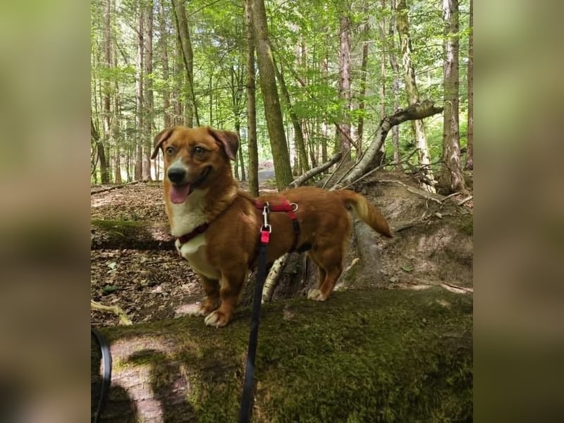 Kuschelmaus Tapsy sucht ihr Glück