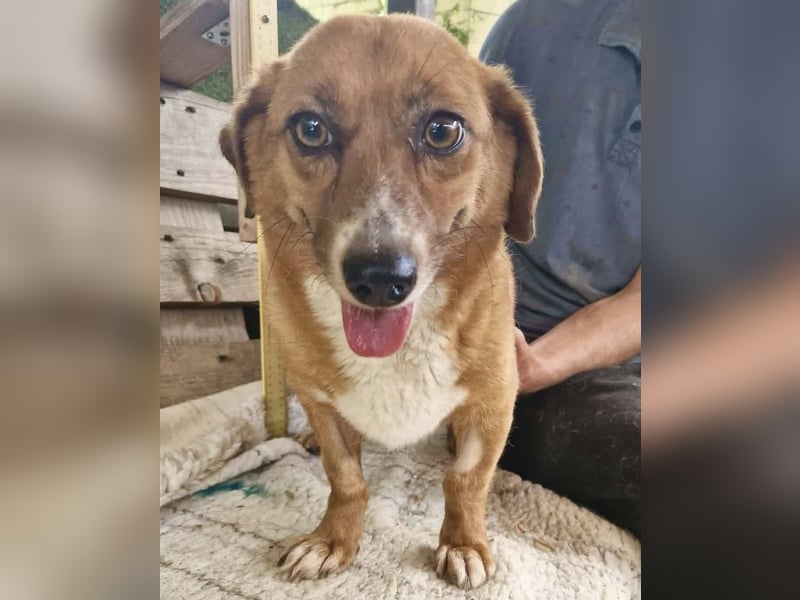 Tapsy, kleines Herz sucht Geborgenheit
