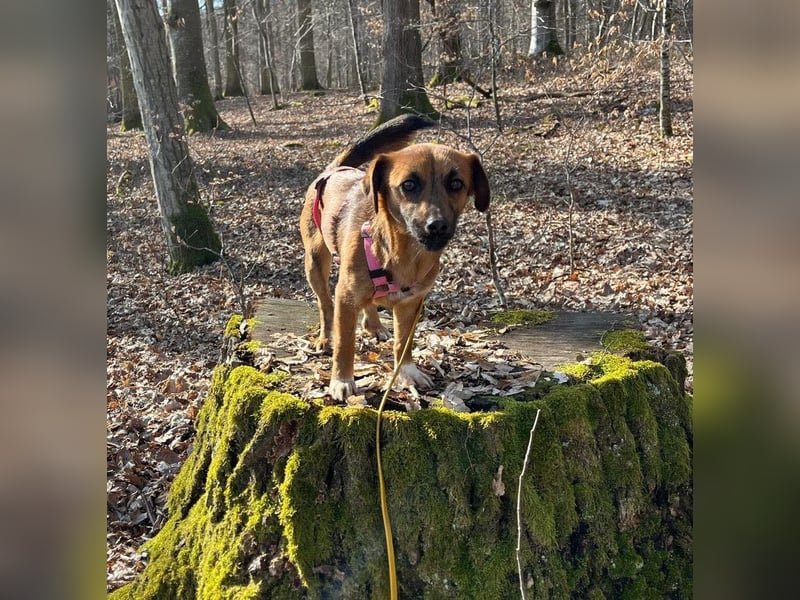 Kleine Allrounderin Nika sucht Familienanschluss