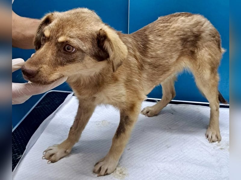 Sanfte Bambi sucht Menschen, die ihre Seele heilen