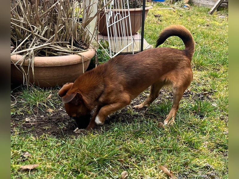 Kleine Allrounderin Nika sucht Familienanschluss