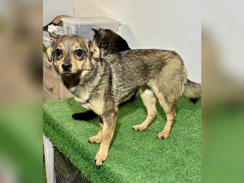 Zartes Hundemädchen Netty