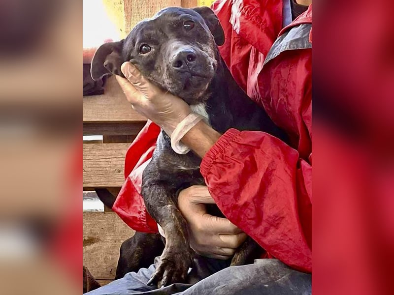 Kleine Ginny – Von der Kette ins Glück