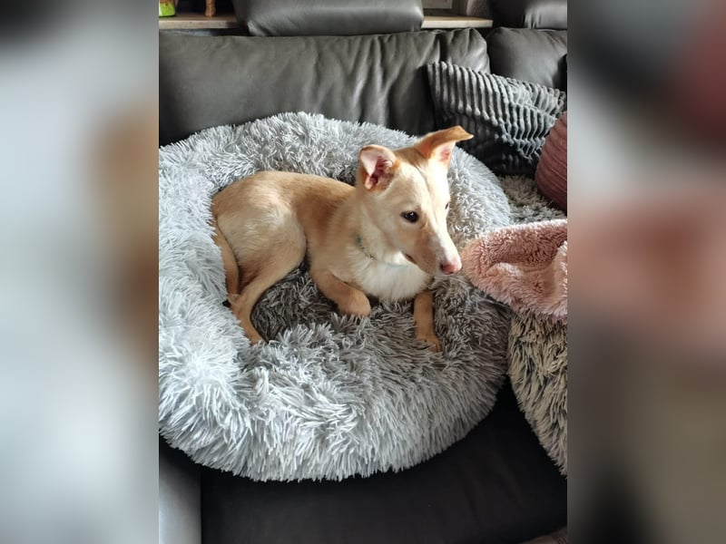 Bildhübsche Lesedi sucht ihr Für-Immer-Zuhause