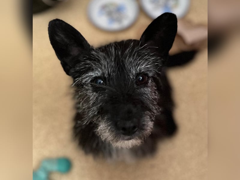 Fröhliche Terrier-Mix-Hündin Finja sucht liebevolles Zuhause