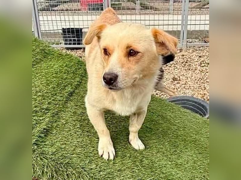 Theo, kleine Knutschkugel sucht seine Familie