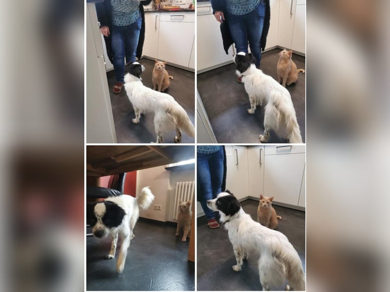 Merlin sucht dringend ein Zuhause