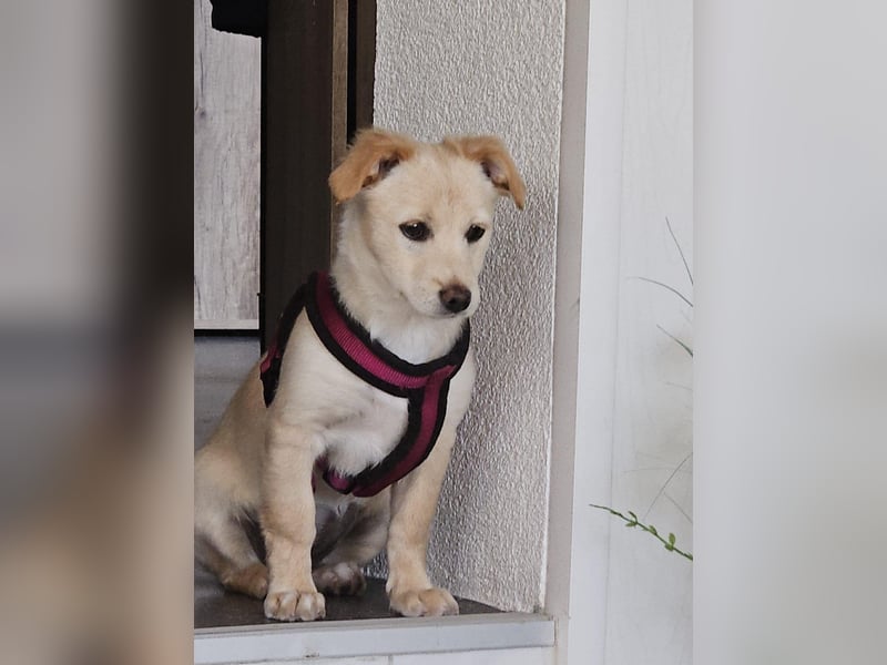 Supersüße kleine Bella sucht ihr Für-immer-Zuhause